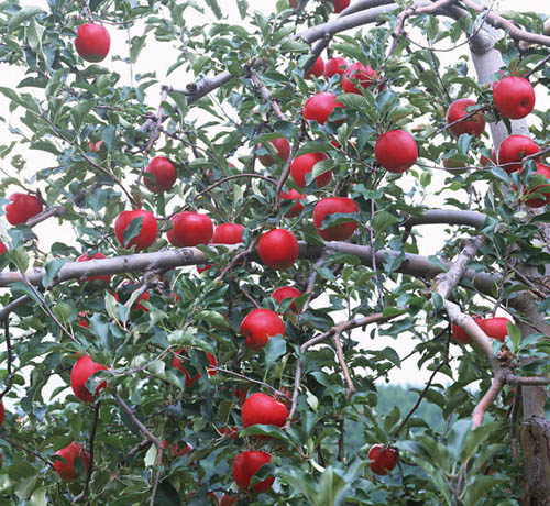 蘋果樹(shù)