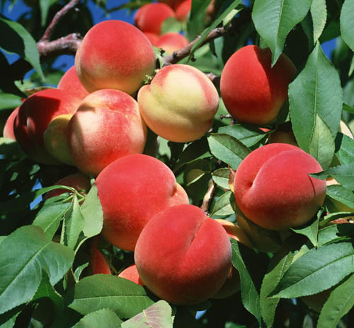 桃樹(shù)